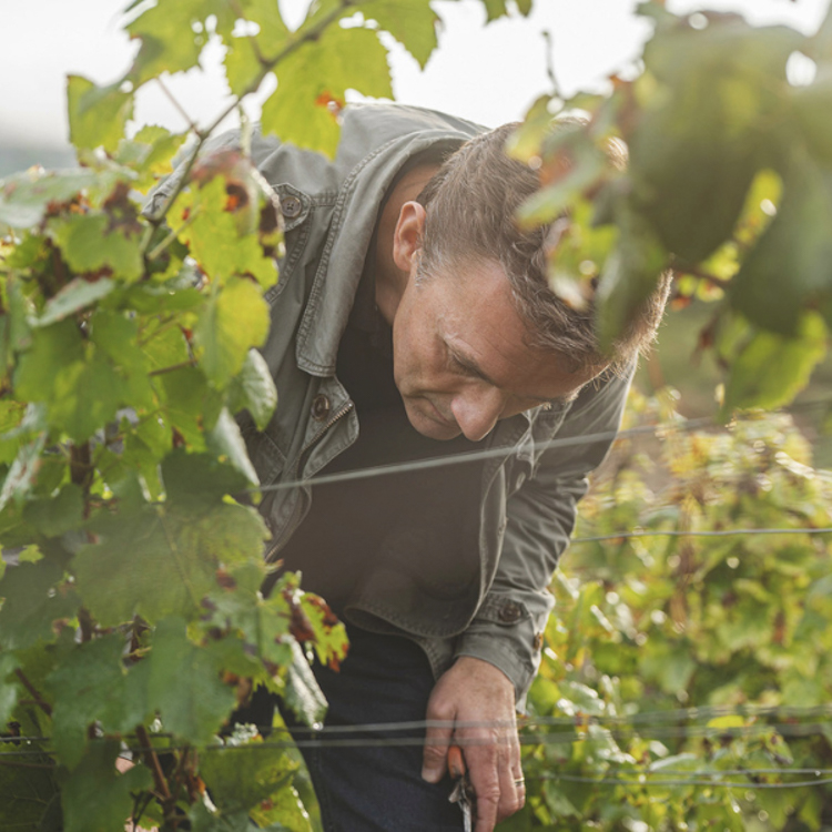 Sip your way through Burgundy's up-and-coming winemakers