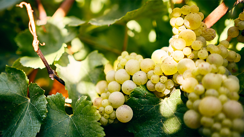 Burgundy 101 Saturday Tasting Series: White Burgundy – Chardonnay At Its Best