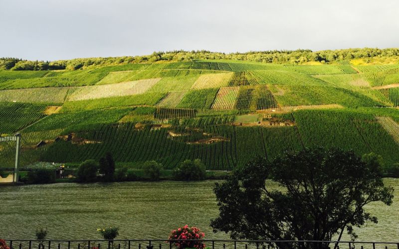 Tutored Mosel Riesling lunch, 10th Feb: 2016s from Carl von Schubert and Joh. Jos. Prüm